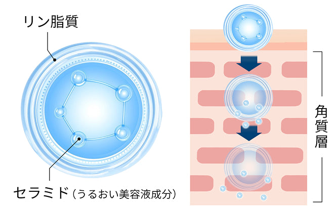 セラミドを包むモイストカプセルが角質層へ浸透するイメージ図
